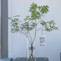 马醉木水培植物鲜切枝条盆栽活树室内小绿植日本吊钟树苗客厅水养